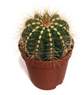 Paradia Magnifica Cactus